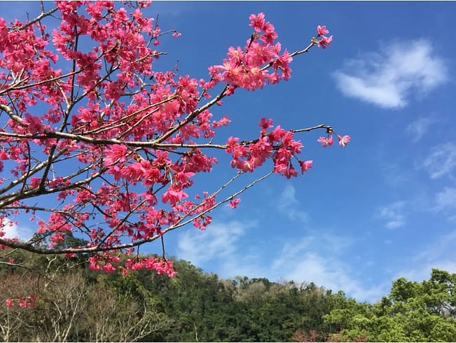 2023中部賞櫻景點-2月台灣櫻花季節15個台中、南投賞櫻秘境、花期 12 台灣賞櫻花時間-2023賞櫻季節景點連假行程規劃