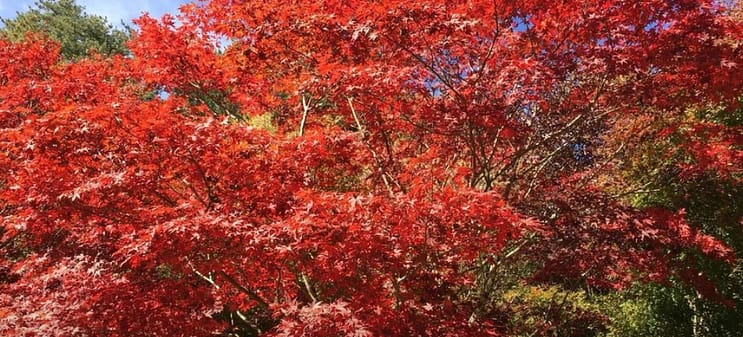 雙十連假-2022國慶煙火哪看?放幾天?火車、高鐵訂票!全臺旅遊活動 49 雙十連假-2022國慶煙火哪看?放幾天?火車、高鐵訂票!全臺旅遊活動