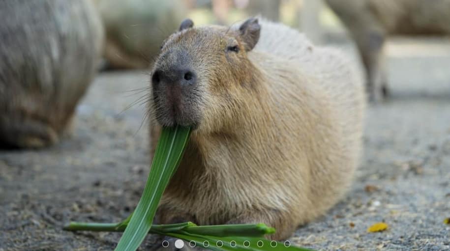 KKDAY折扣碼-2022年12月ptt最新玉山、台新信用卡、台灣水族館旅遊住宿隱藏優惠下殺2折!客服評價、折扣券 23 KKDAY折扣碼-排行第3名頑皮世界野生動物園